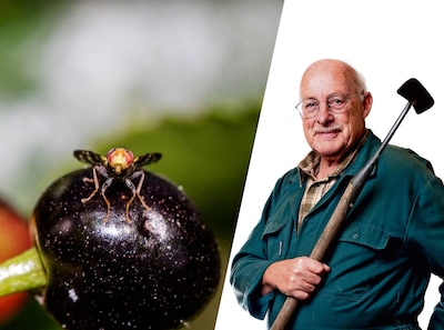 De walnootboorvlieg is pas een bedreiging voor de tuin, niet de geelpoothoornaar
