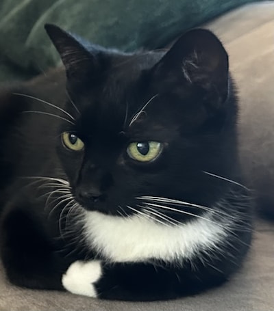Heb jij Coky, Mikkel of Max gezien? Deze vier huisdieren worden in Waalwijk vermist