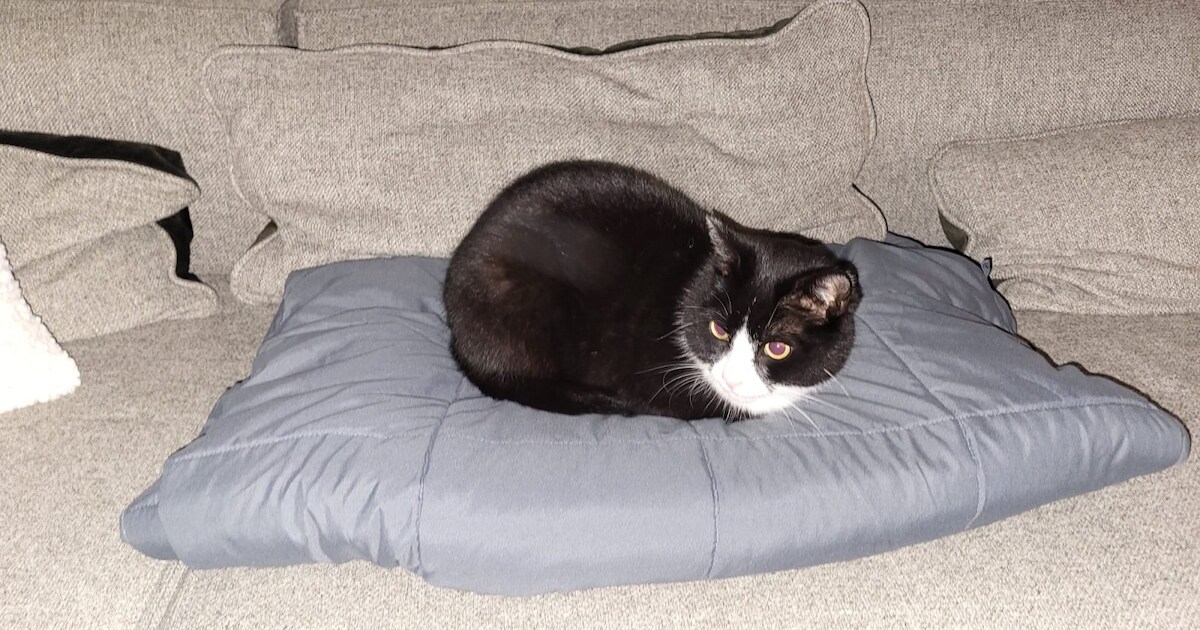 Heb jij Saar of Lolla gezien? Deze twee huisdieren worden in Uitgeest vermist