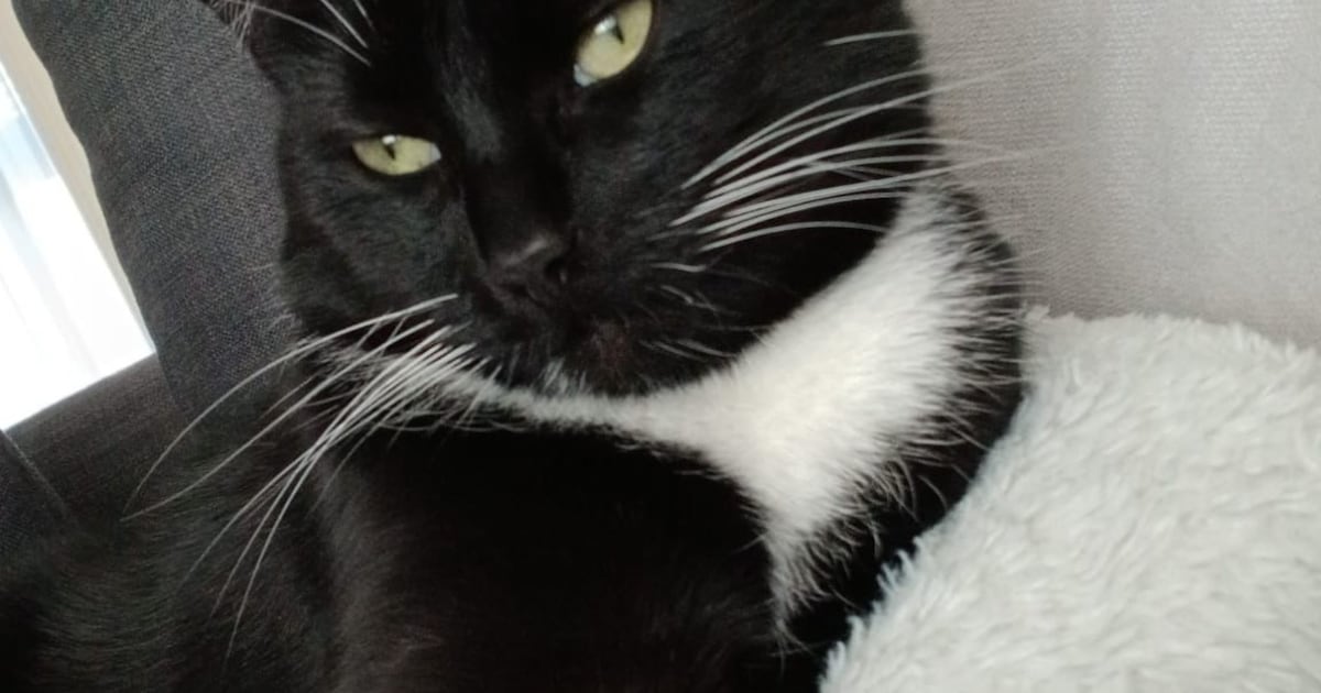 Heb jij Boolie, Rakker of Charlie gezien? Deze drie huisdieren worden in Velsen vermist