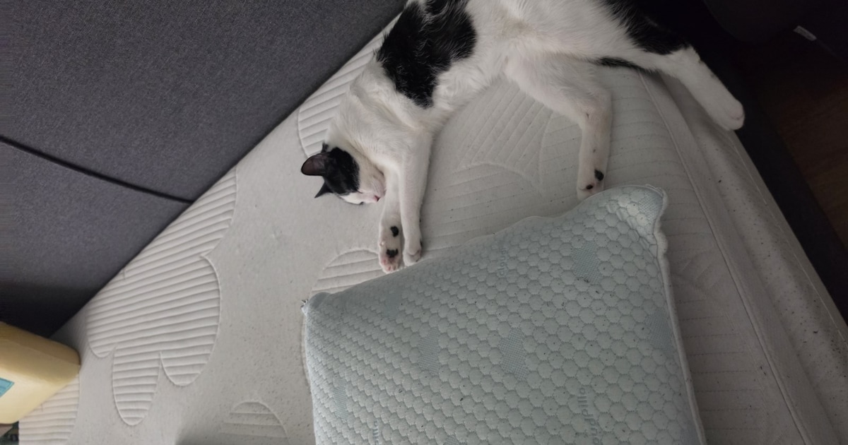 Heb jij Misty gezien? Dit huisdier wordt in Vught vermist