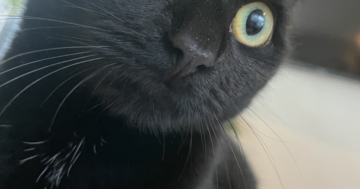 Heb jij Xali gezien? Dit huisdier wordt in Wormerland vermist