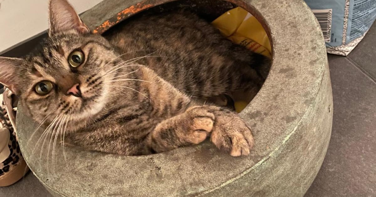 Heb jij Luna gezien? Dit huisdier wordt in Eijsden-Margraten vermist