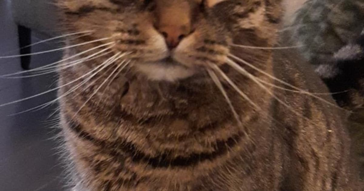 Heb jij Diezel gezien? Dit huisdier wordt in Hulst vermist