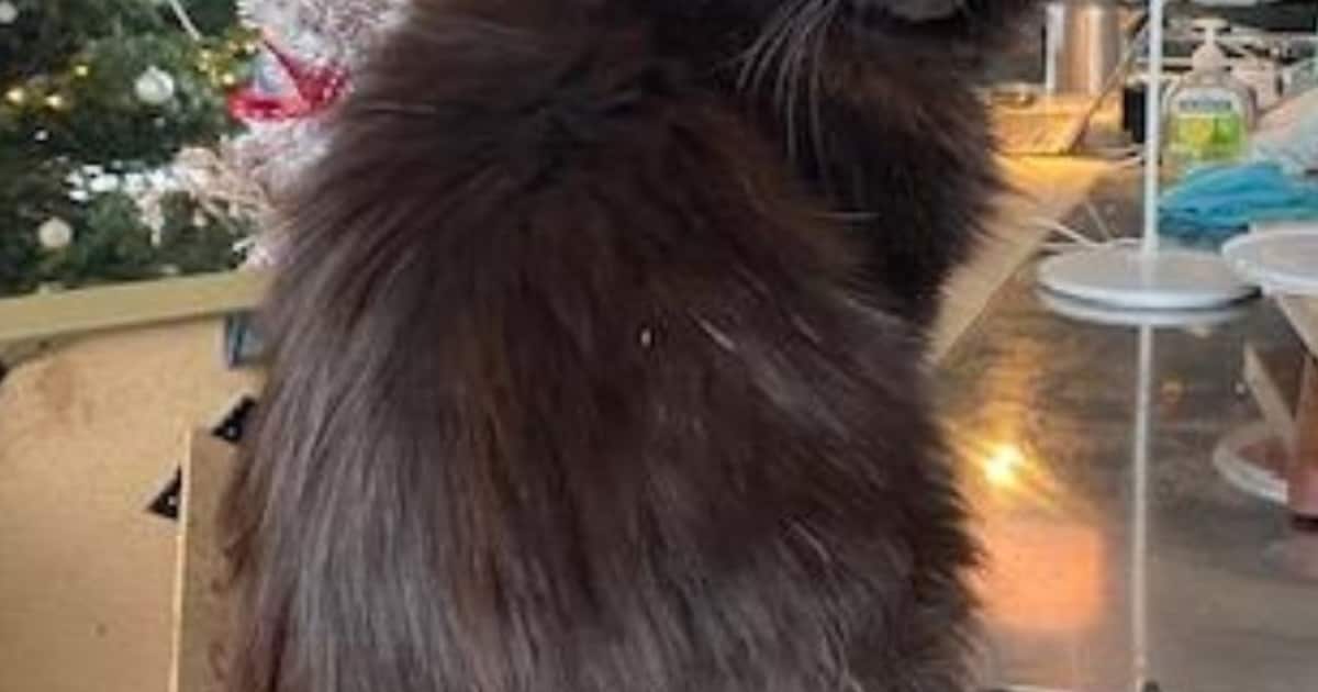 Heb jij Rocky of Wolfje gezien? Deze twee huisdieren worden in Wijdemeren vermist
