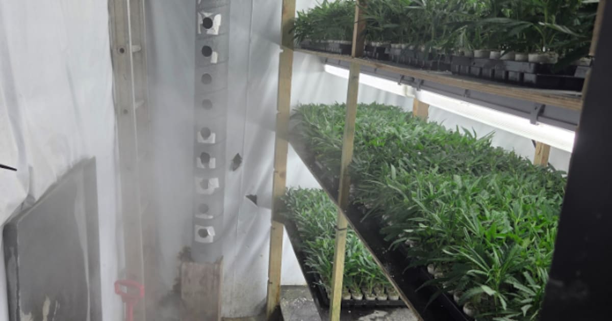 Politie ontdekt ruim 200 wietplanten en 2800 stekjes bij inval in Wessem