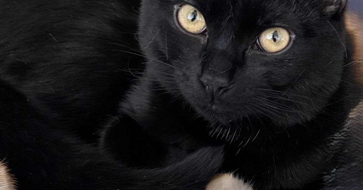 Heb jij Chico gezien? Dit huisdier wordt in Zandvoort vermist