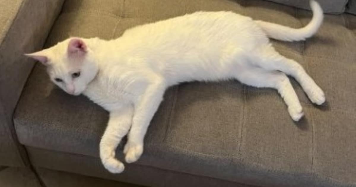 Heb jij Buna, Coco of Milo gezien? Deze vier huisdieren worden in Waalwijk vermist