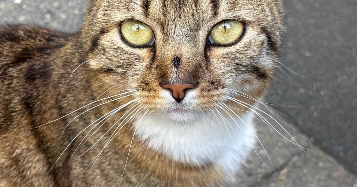 Heb jij Max gezien? Dit huisdier wordt in Voerendaal vermist