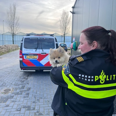 Dierenpolitie start onderzoek naar dode puppy: ‘Reden van overlijden was niet natuurlijk’