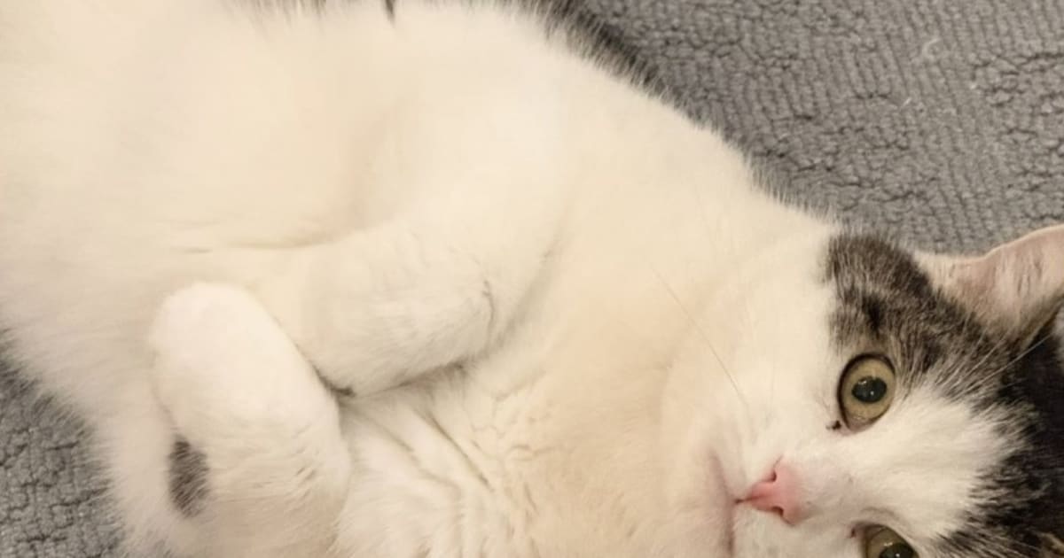 Heb jij Nue of Binkie gezien? Deze twee huisdieren worden in Ridderkerk vermist