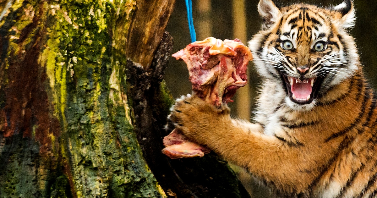 nederlandse-dieren-aangetroffen-in-britse-horrordierentuin-nieuws-ad-nl