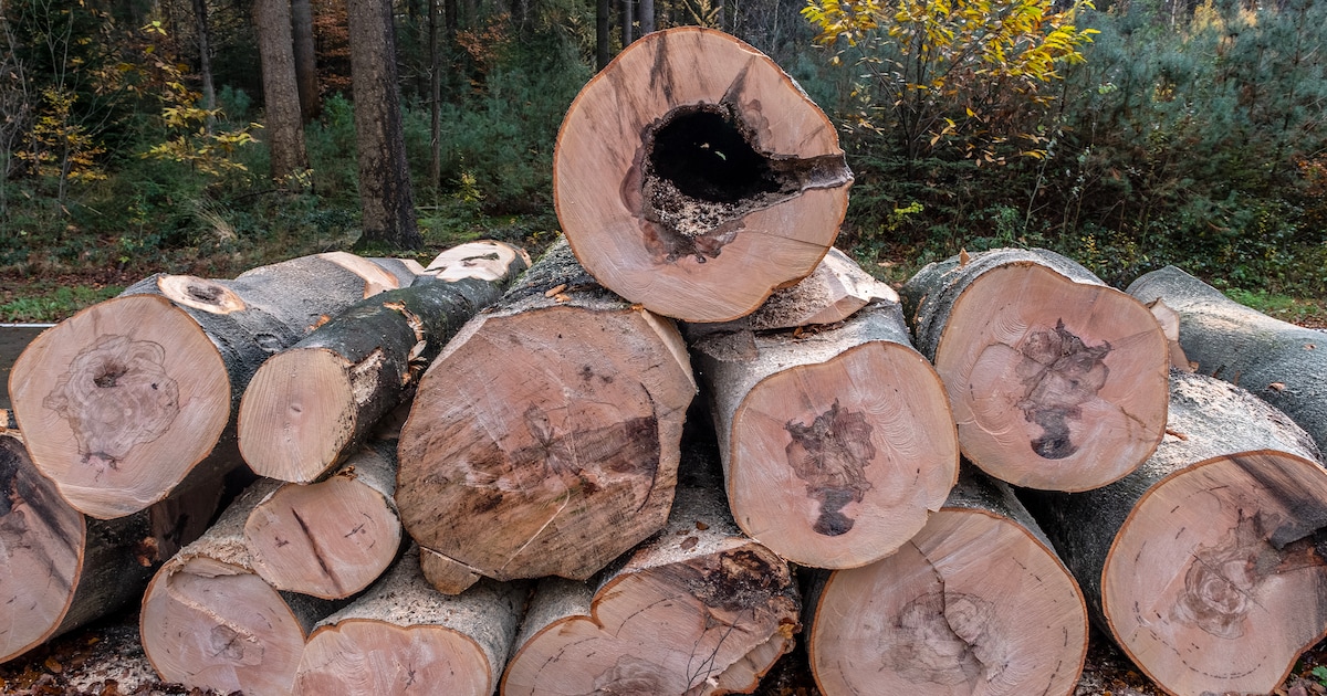 106 bomen weg voor bouw van Velsertraverse-onderdoorgang in Beverwijk