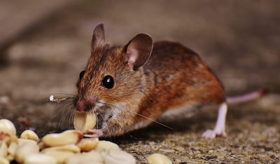 Hoe gevaarlijk is het als een muis over je eten loopt? NVWA gaat na virale beelden langs bij Dunkin’