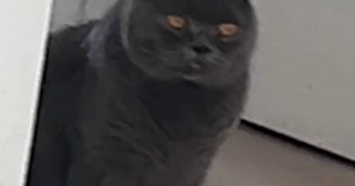 Heb jij Cairo, Blecky of Jopie gezien? Deze drie huisdieren worden in Beverwijk vermist