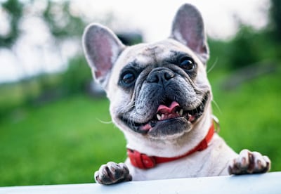 Dierenverzekeraars zien kentering: honden met platte snuit minder in trek, goed nieuws voor dierenwelzijn