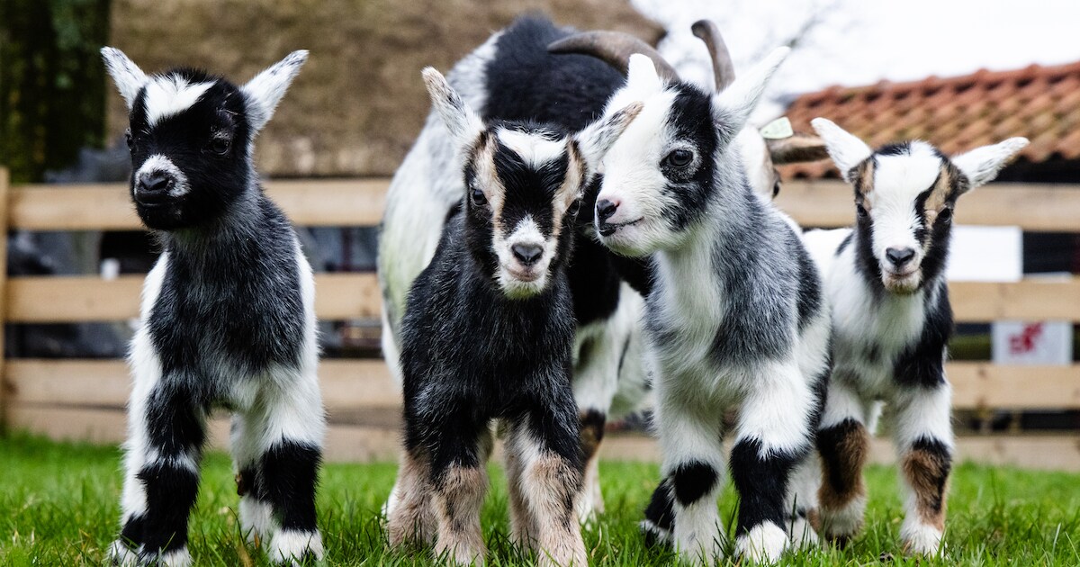 Begin van de lente: wat weet jij van het seizoen? | Nieuws | AD.nl