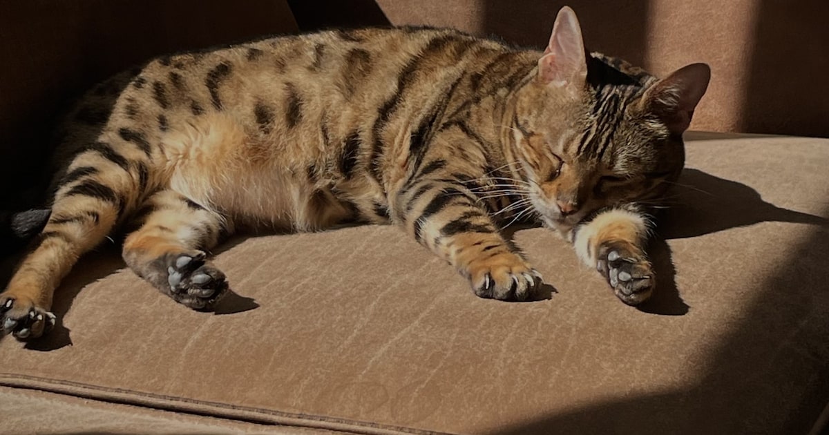 Heb jij Kyara gezien? Dit huisdier wordt in Emmen vermist