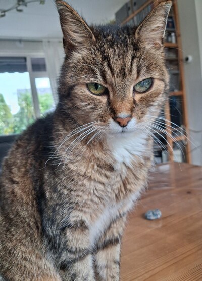 Heb jij Sabbel, Angus of Poekie gezien? Deze zeven huisdieren worden in Zutphen vermist