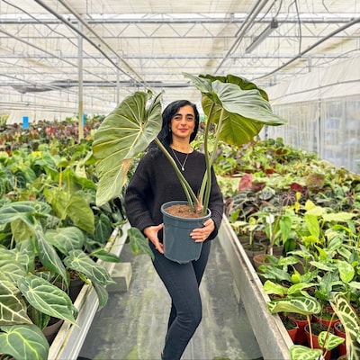 Planten geven Angela een prettig gevoel: ‘Heb ruim 300 planten in huis gehad’