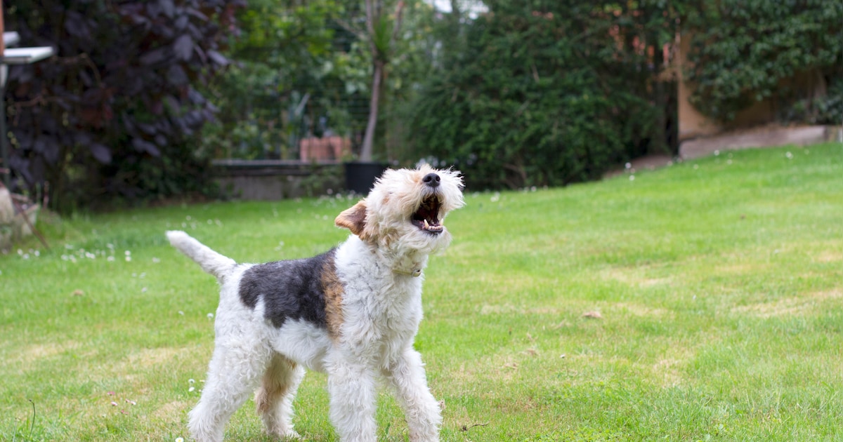 Controle op hondenbelasting Hardinxveld-Giessendam van start