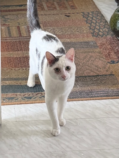 Heb jij Floki gezien? Dit huisdier wordt in Leiden vermist