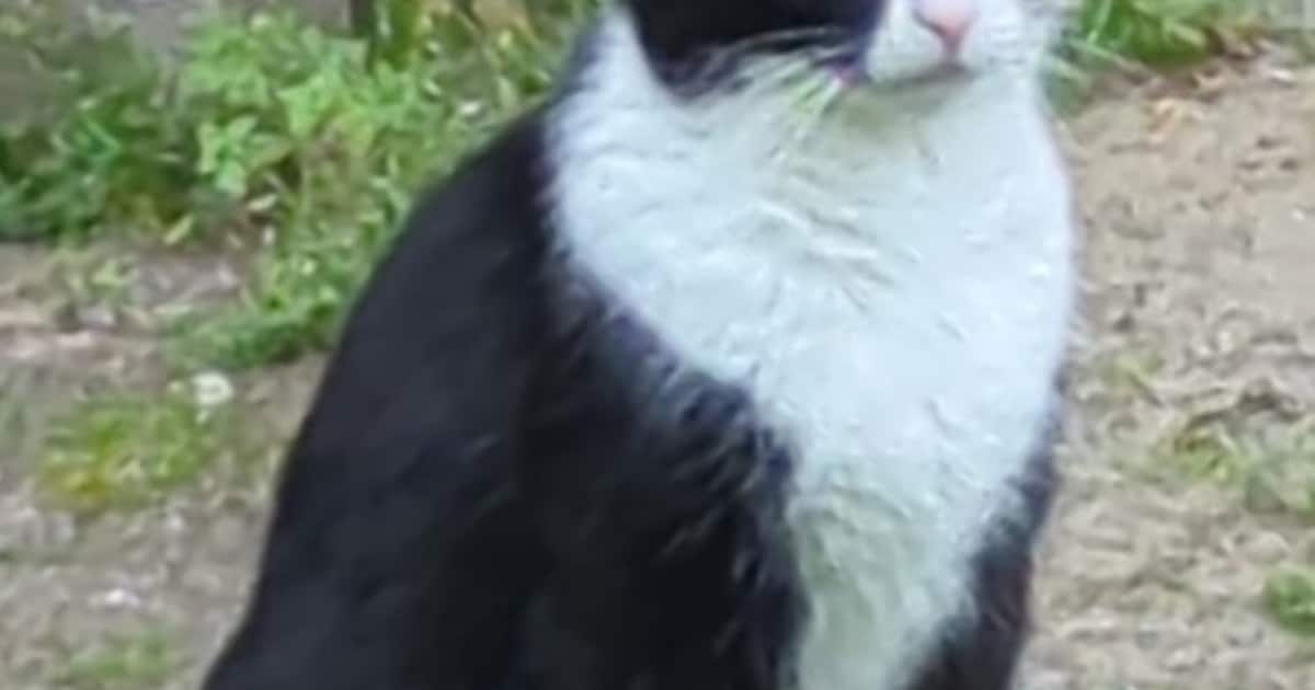 Heb jij Poes, Nikita of Nyima gezien? Deze drie huisdieren worden in Culemborg vermist