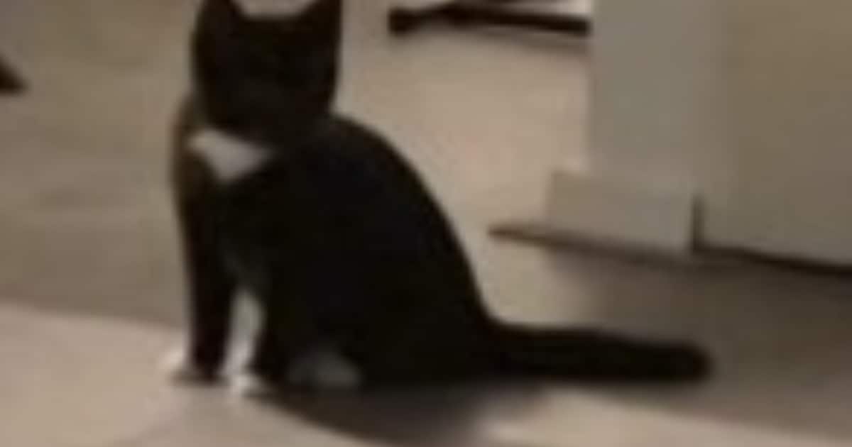 Heb jij Geen of Harry gezien? Deze twee huisdieren worden in Lochem vermist