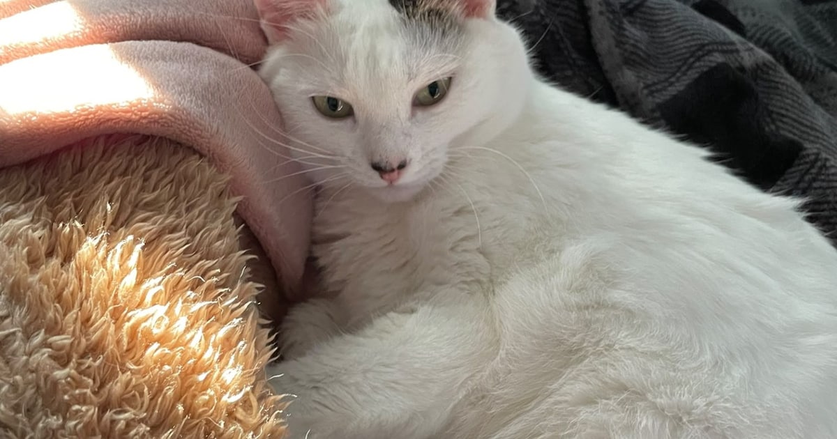 Heb jij Findik, Shorty of Muis gezien? Deze drie huisdieren worden in Uithoorn vermist