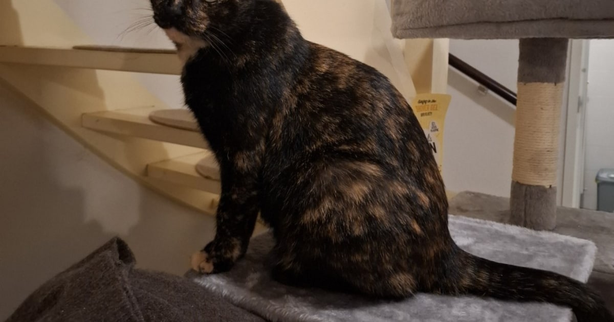 Heb jij Ninja, MiniMax of Luna gezien? Deze drie huisdieren worden in Zeist vermist