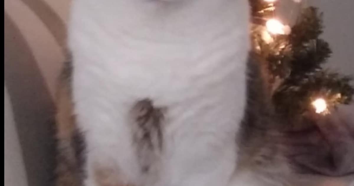 Heb jij GP, Nico of Pippi gezien? Deze vier huisdieren worden in Schiedam vermist