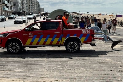Tuimelaar spoelt twee keer aan op Belgisch strand, dolfijn overleeft het niet