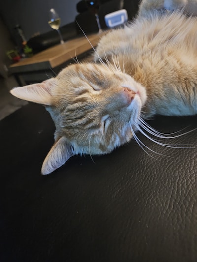 Heb jij Lisa, Vivi of Micky gezien? Deze vijf huisdieren worden in Groningen vermist