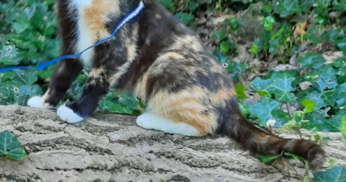 Heb jij Anna of Miesje gezien? Deze twee huisdieren worden in Meerssen vermist