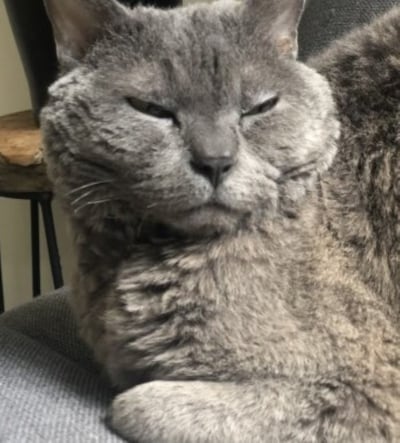 Heb jij Zsazsu, Pom of Coco gezien? Deze vijf huisdieren worden in Gouda vermist