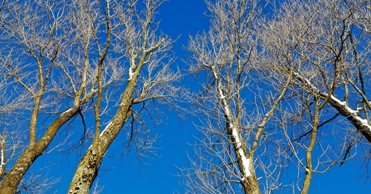 Inspectie van oude populieren in Velsen-Noord