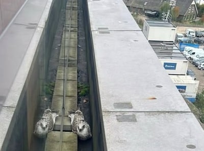 Gevaarlijke reddingsactie op hoge hoogte: meeuw uit benarde positie op balkonrand bevrijd