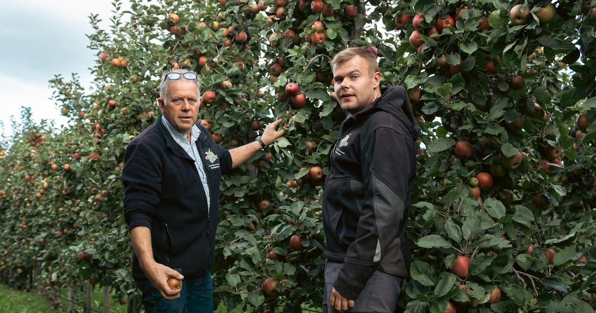 Op deze datum koop je voor een prikkie fruit in Groningen