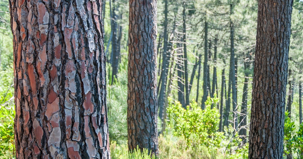Opening vernieuwd speelbos De Konijnenberg in Middelbeers