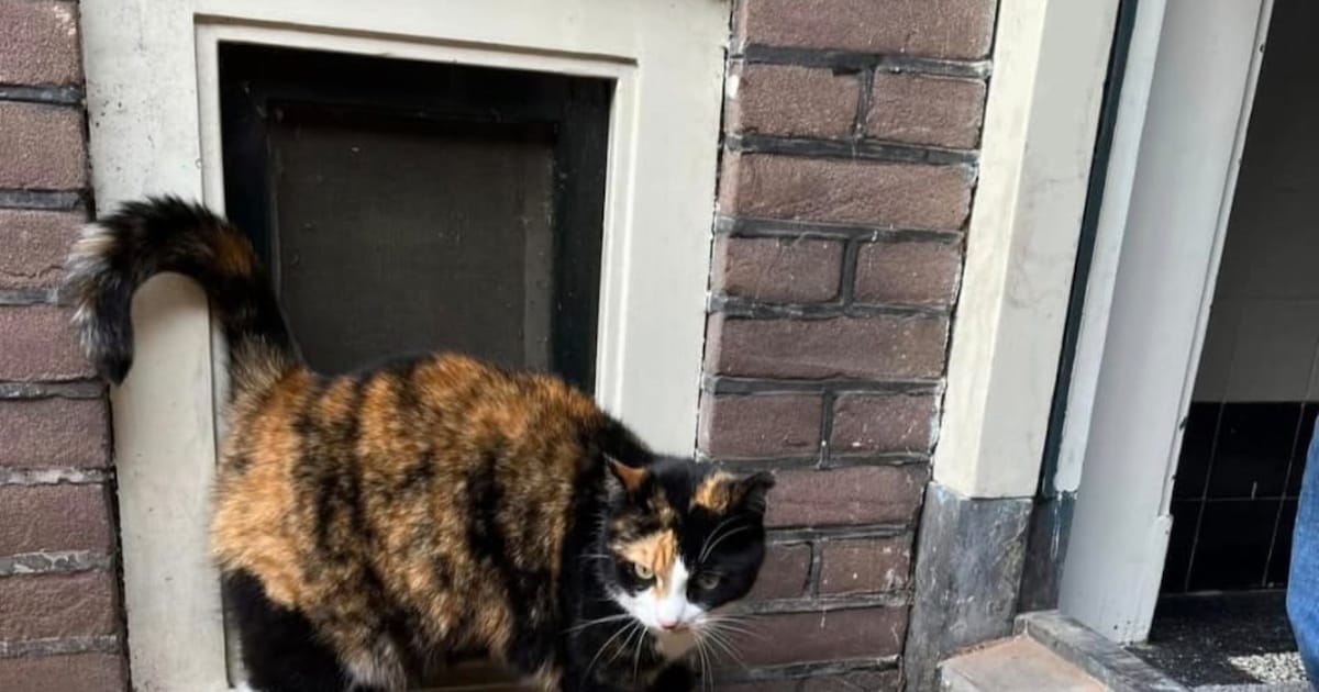 Heb jij Kiki gezien? Dit huisdier wordt in Bloemendaal vermist