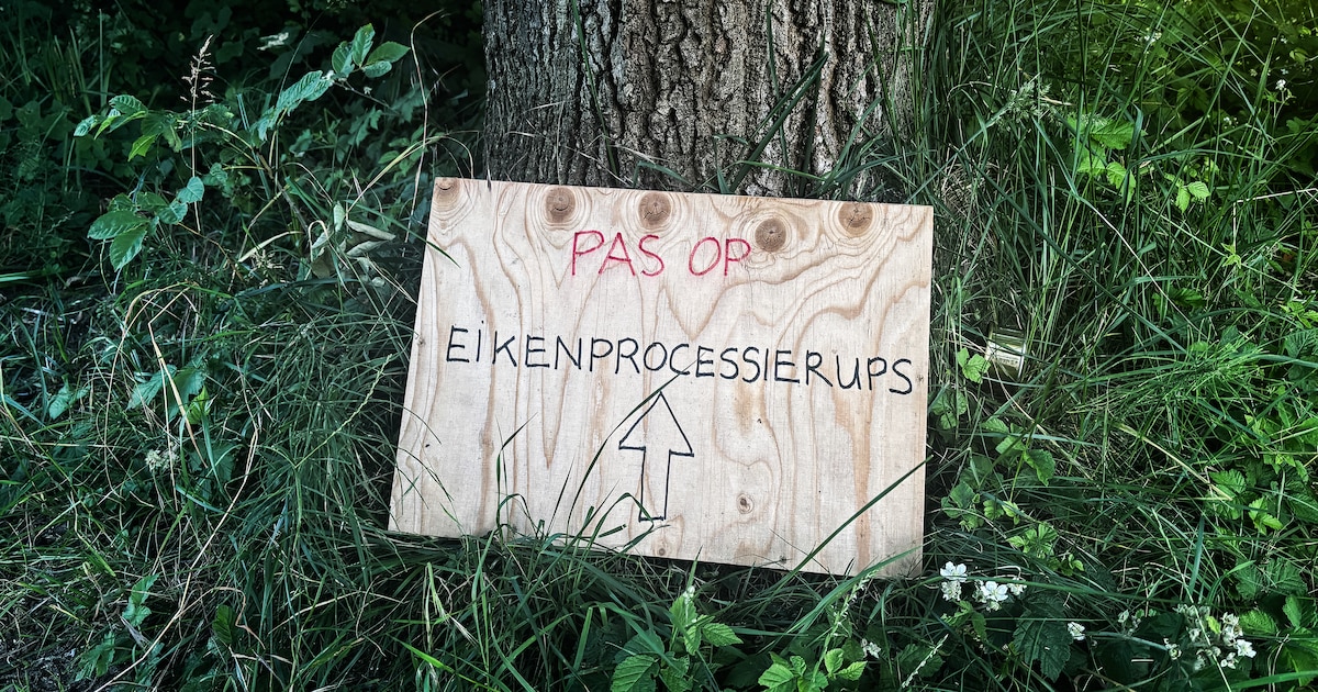 Eikenprocessierups wordt verwijderd in Maassluis