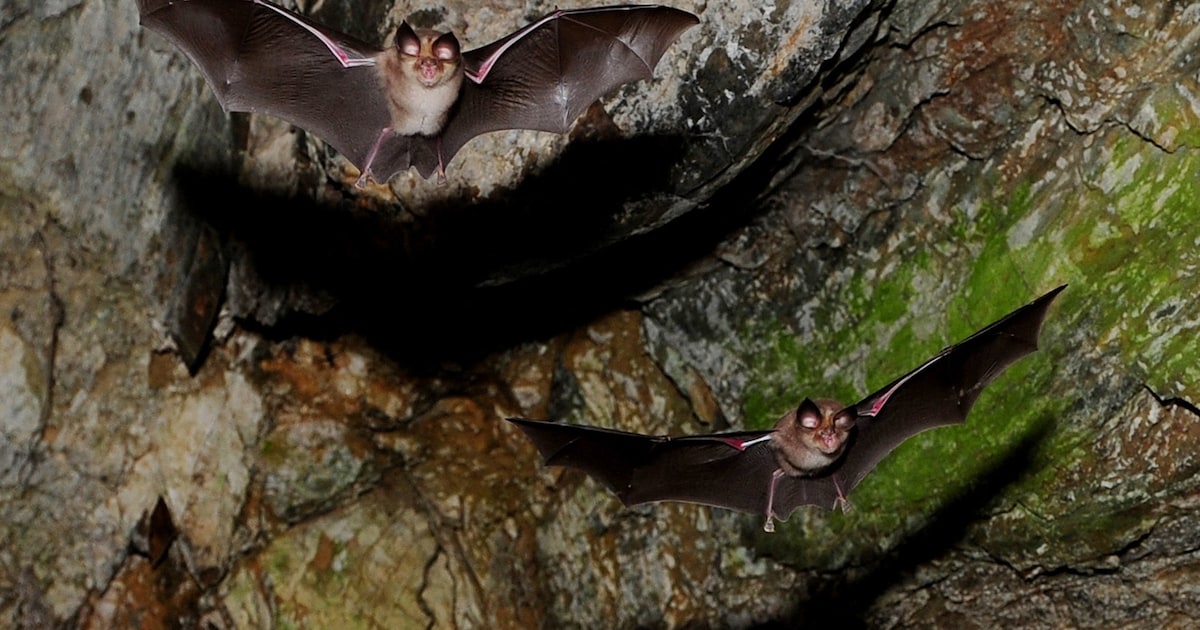 Straten moeten donkerder vindt Partij voor de Dieren, voor vleermuis en mens