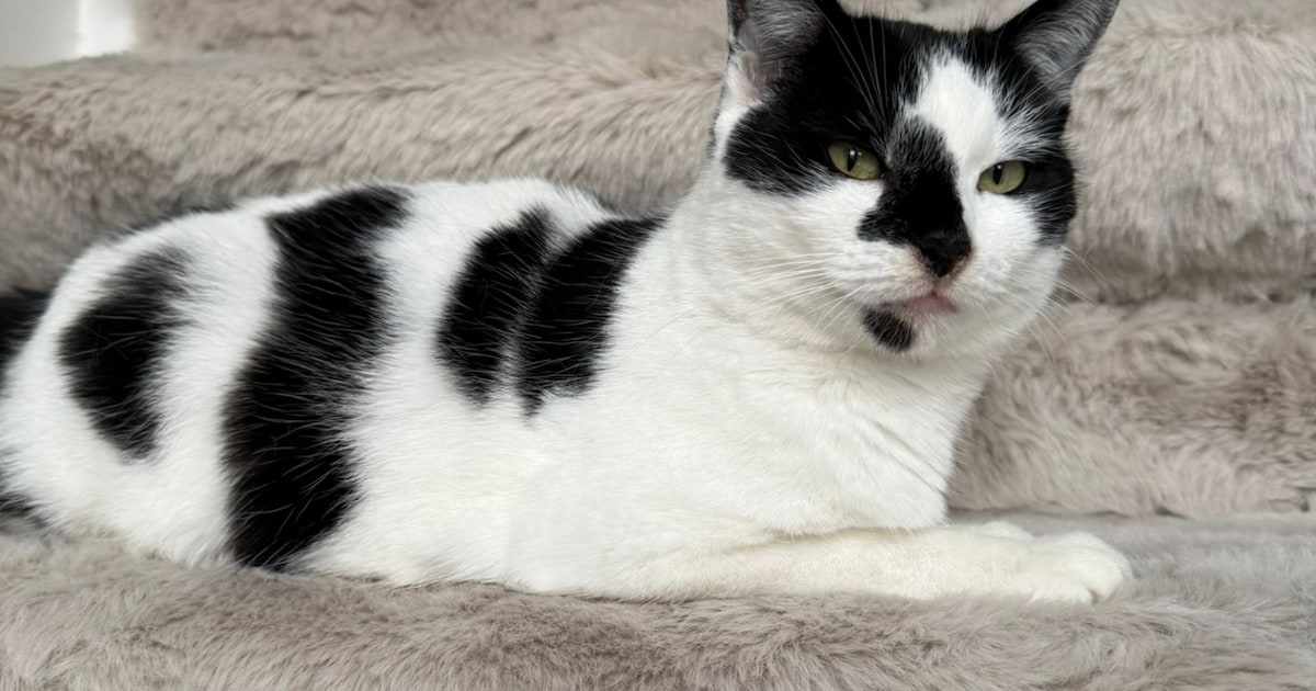 Heb jij Myra gezien? Dit huisdier wordt in Maassluis vermist