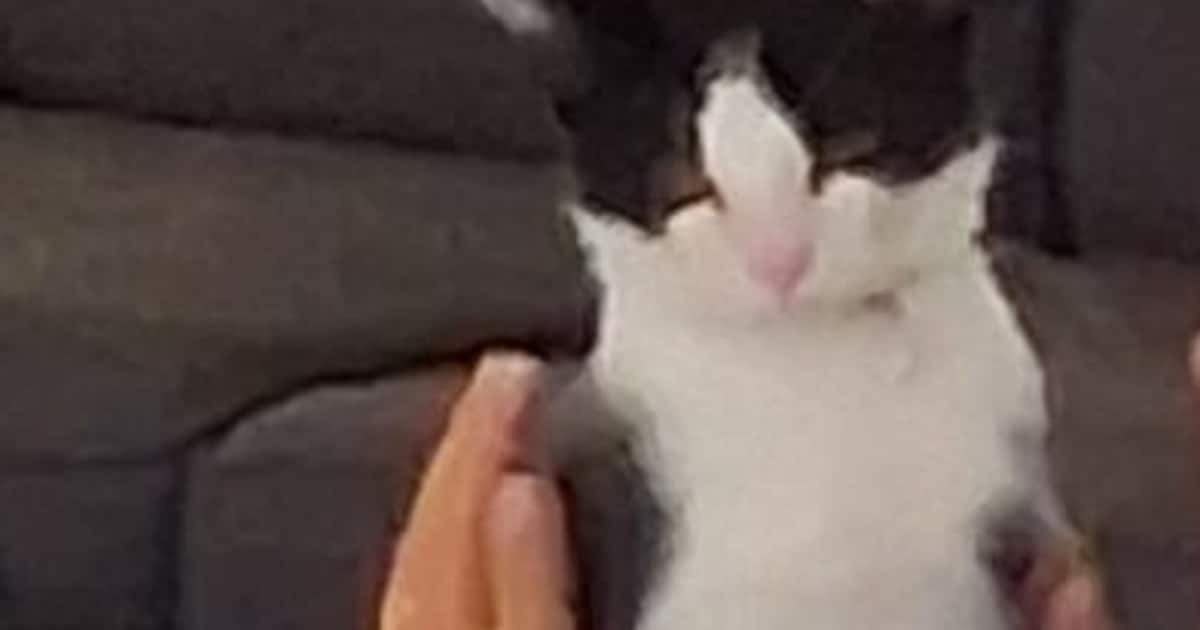 Heb jij Chease gezien? Dit huisdier wordt in Geldrop-Mierlo vermist