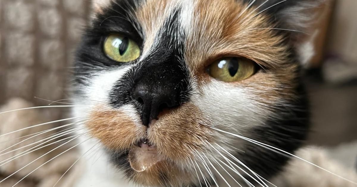 Heb jij Snuffy of Teddy gezien? Deze twee huisdieren worden in Oldambt vermist