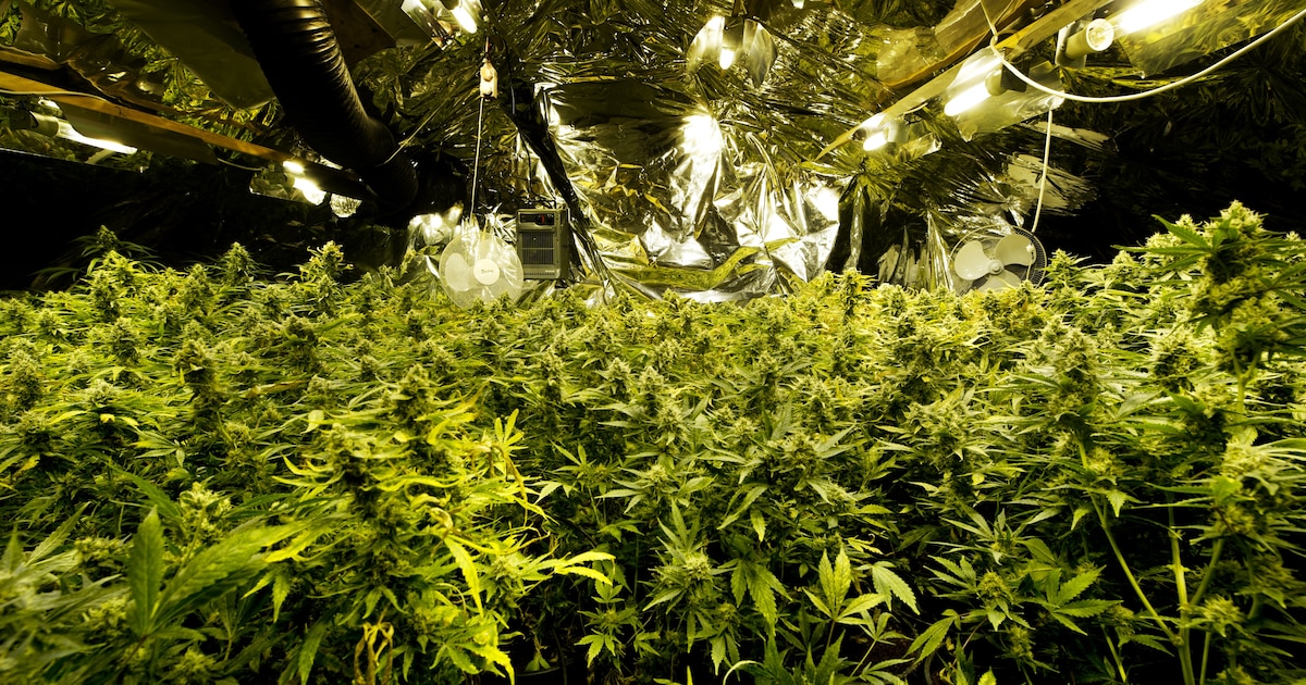 Politie vindt hennepkwekerij met 500 planten in woning Warffum