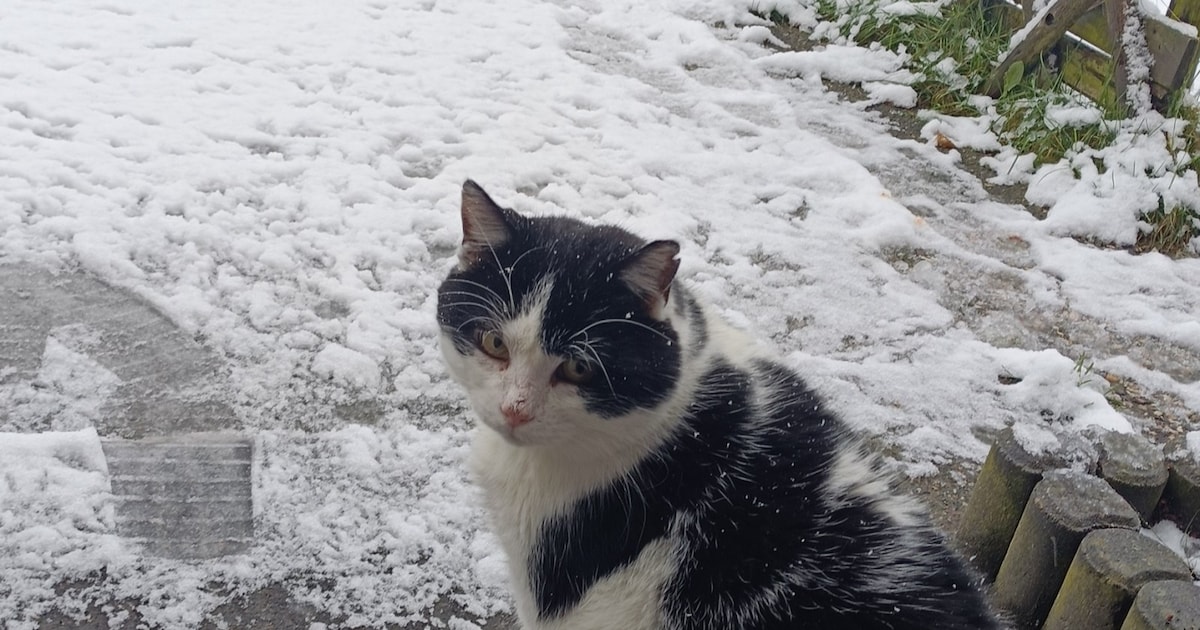 Heb jij Benny gezien? Dit huisdier wordt in Hardenberg vermist