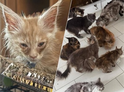 Tientallen verwaarloosde raskatten uit Rotterdamse woning gehaald door dierenpolitie