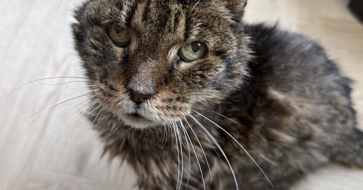 Heb jij Willow of Sam gezien? Deze twee huisdieren worden in Wassenaar vermist