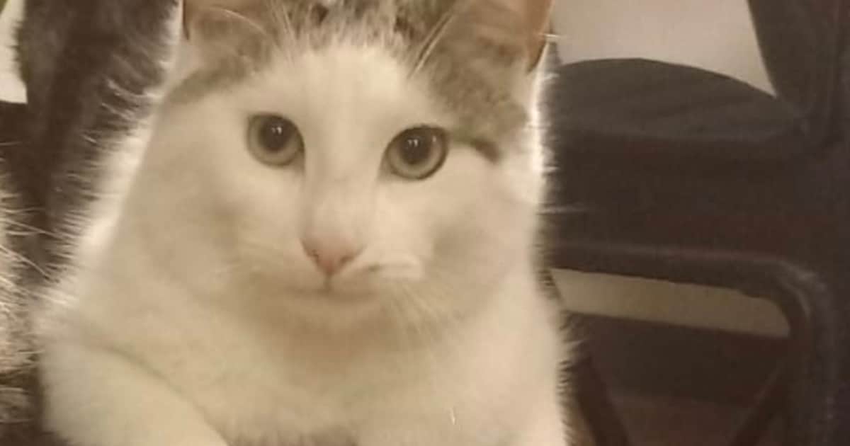 Heb jij Iggy gezien? Dit huisdier wordt in Simpelveld vermist